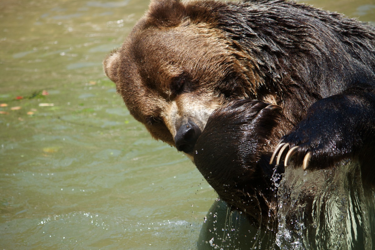 reverence-for-the-native-american-bear-explored-on-new-website